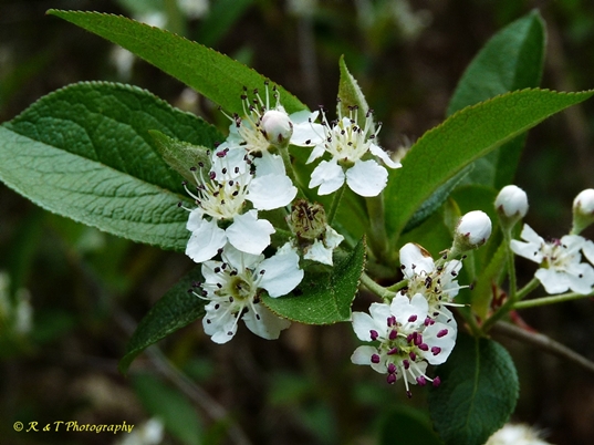 {Aronia arbutifolia}
